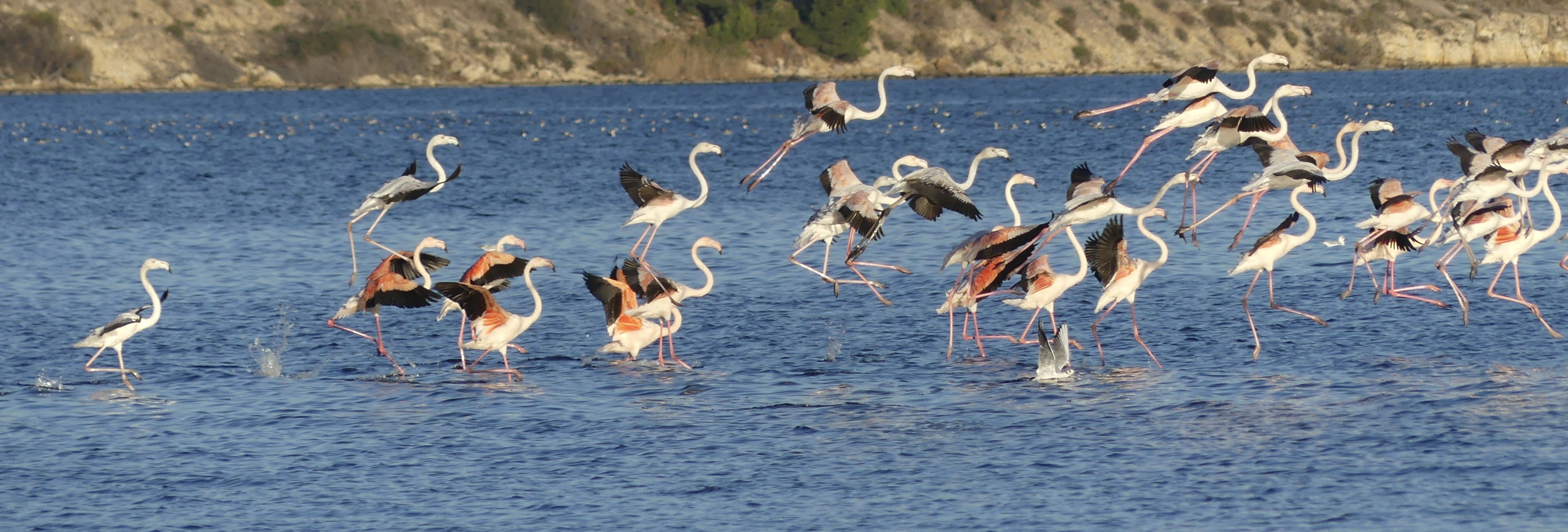 FLAMANTS ROSES EN VOL