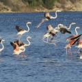 FLAMANTS ROSES EN VOL