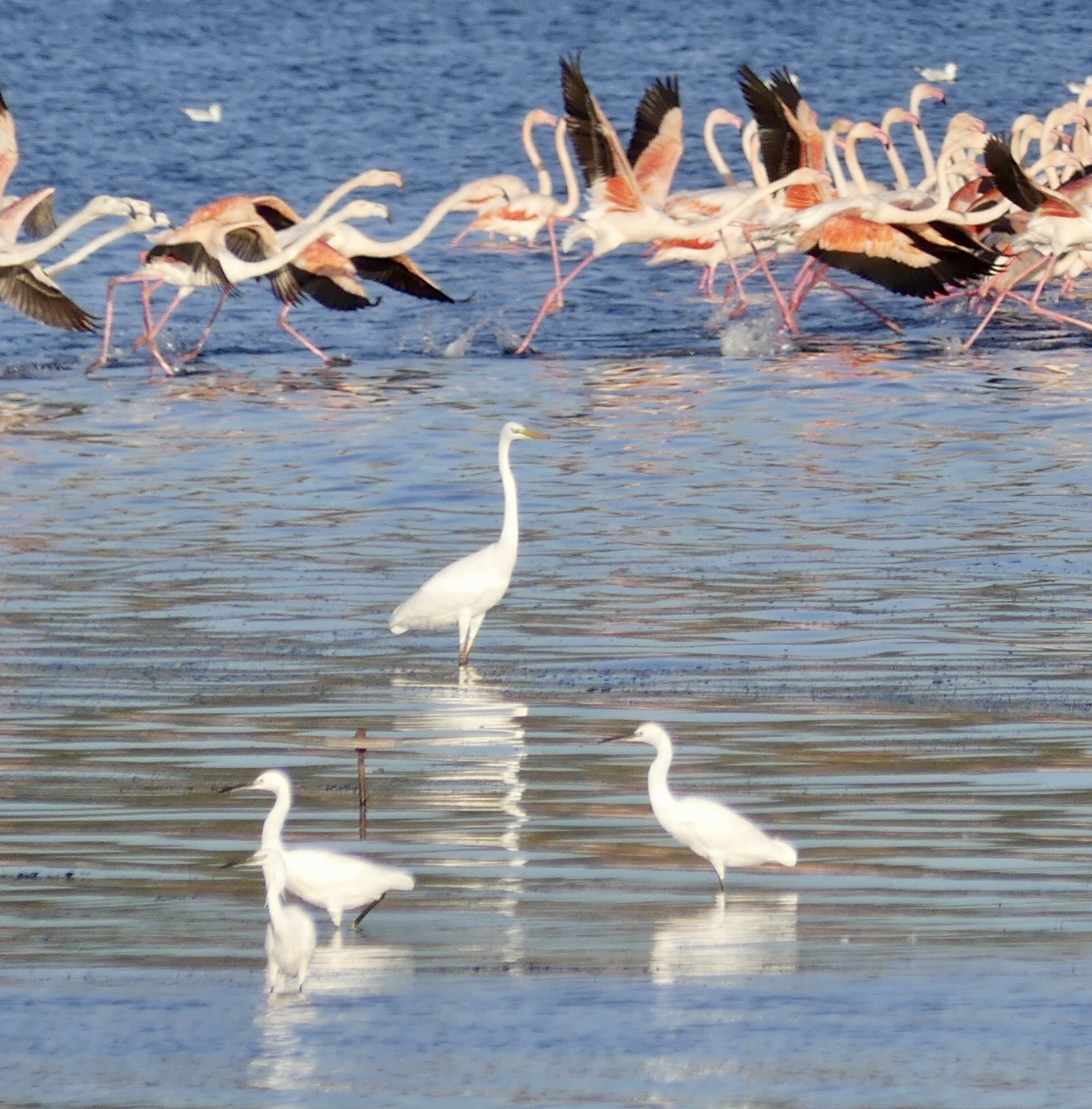 PETITE CAMARGUE 