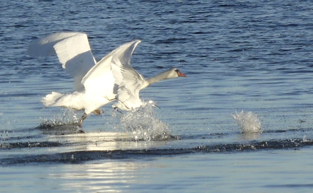 SCHWÄNE IN DER PETITE CAMARGUE