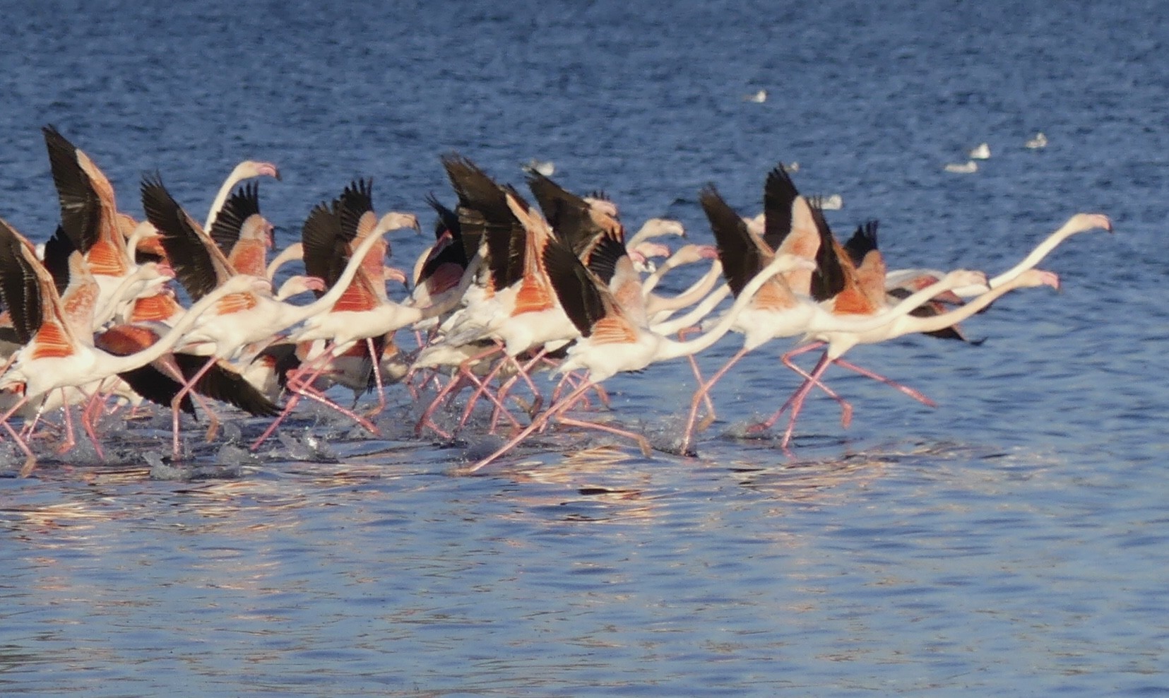 PETITE CAMARGUE (ST. CHAMAS)