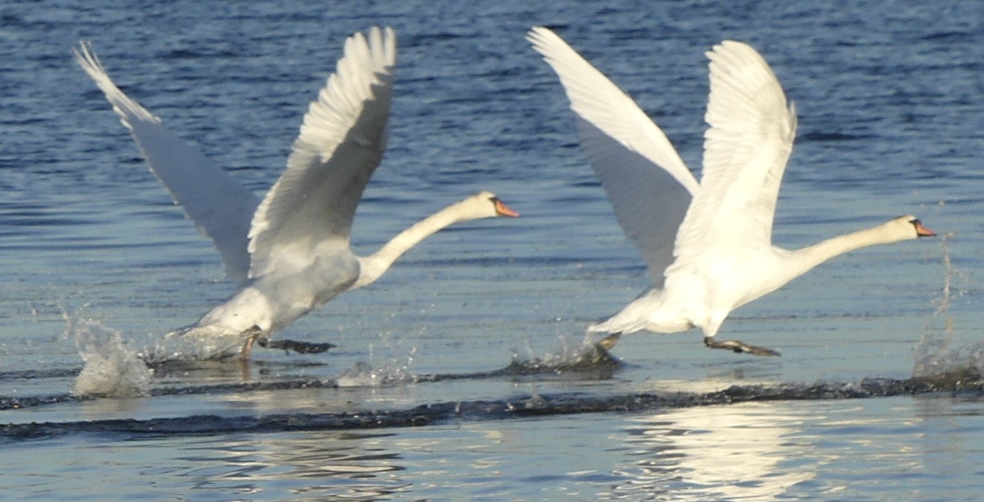 TIERLEBEN AUF DEM BERRE-SEE