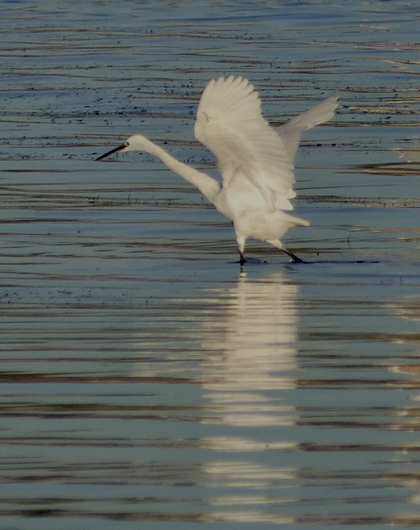 AIGRETTE EN VOL