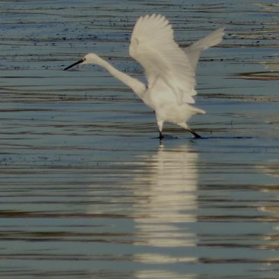 AIGRETTE EN VOL