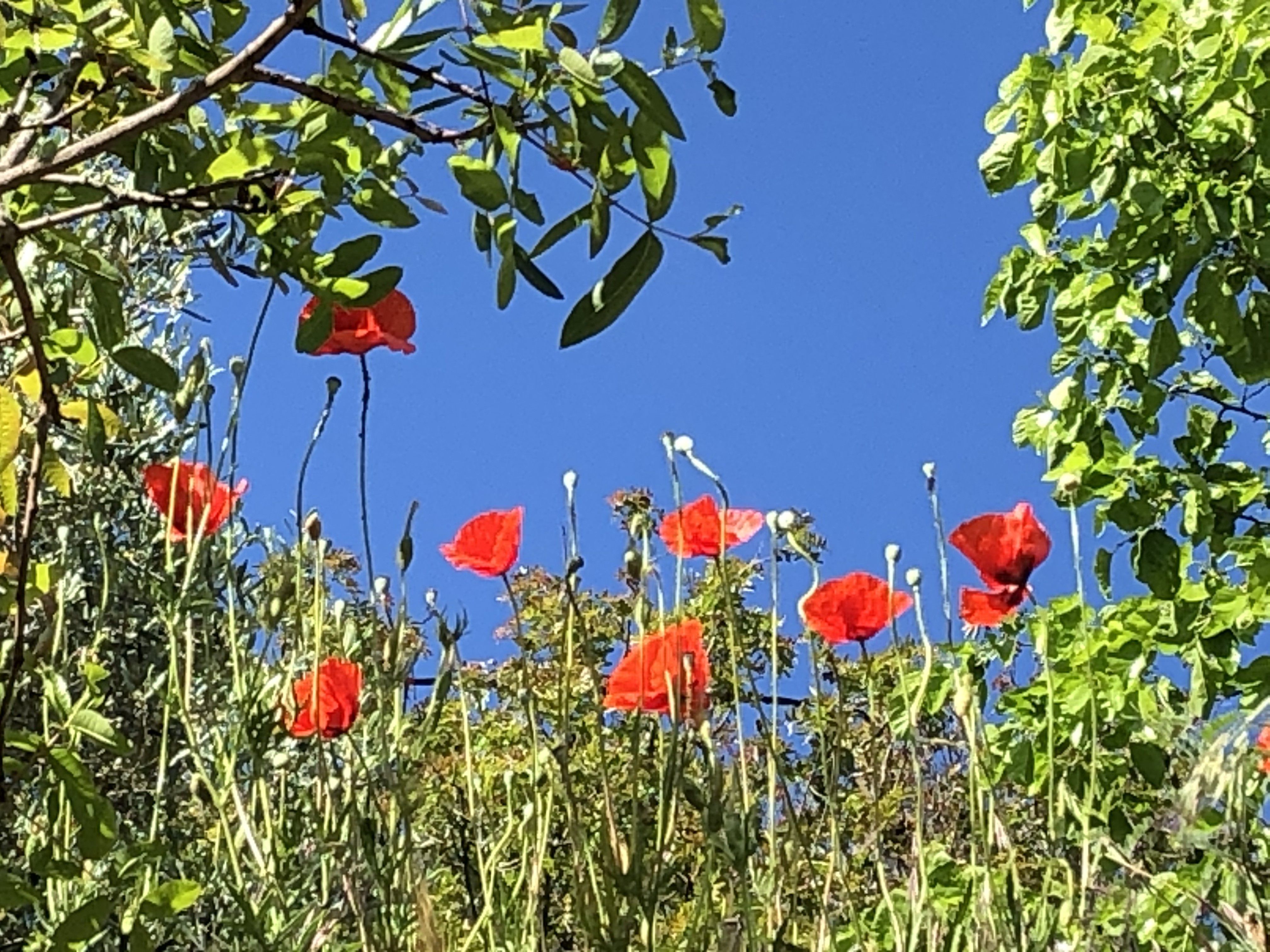 BLUE SKY