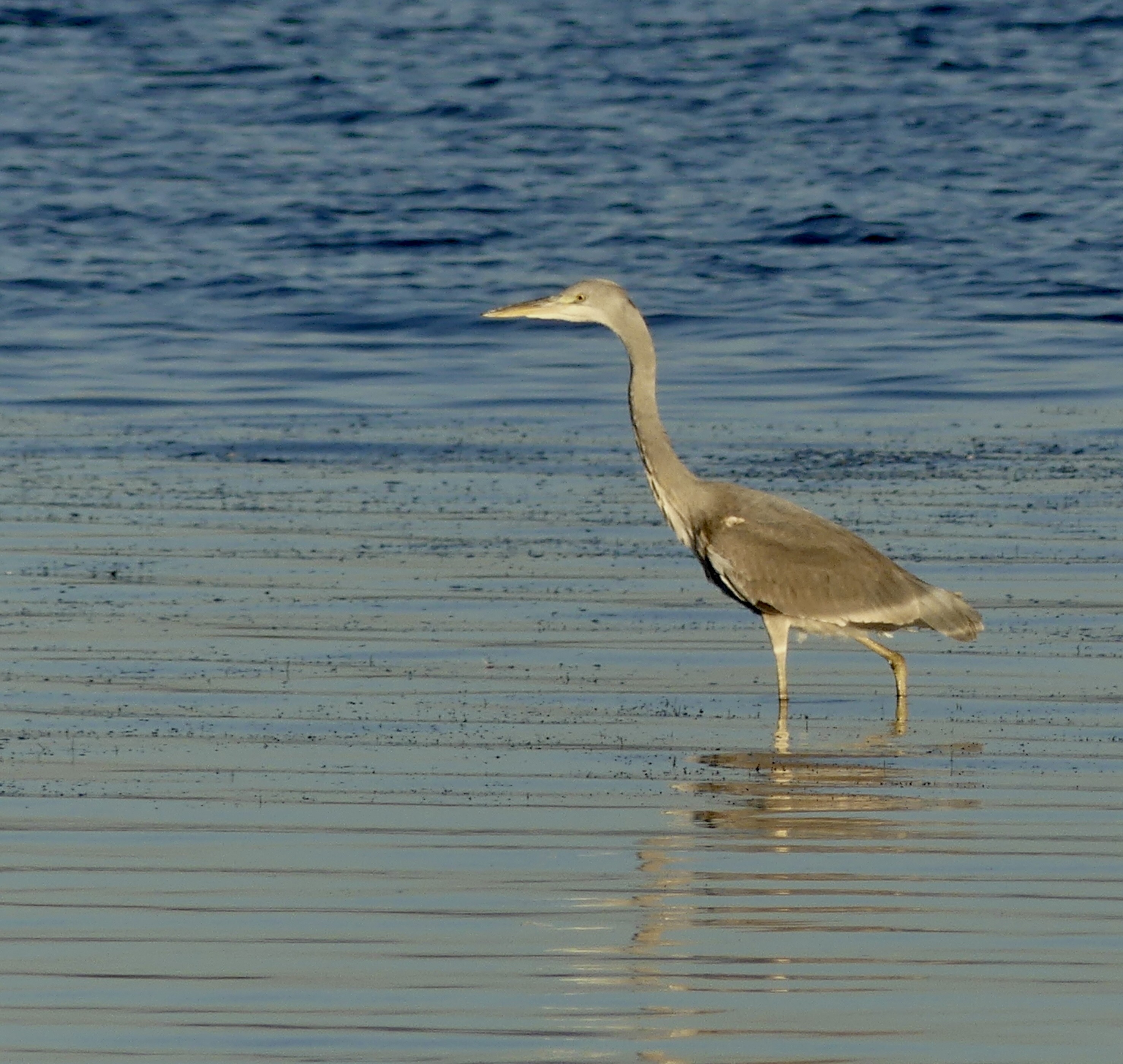 VIE AQUATIQUE A LA PETITE CAMARGUE