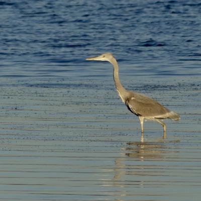 VIE AQUATIQUE A LA PETITE CAMARGUE