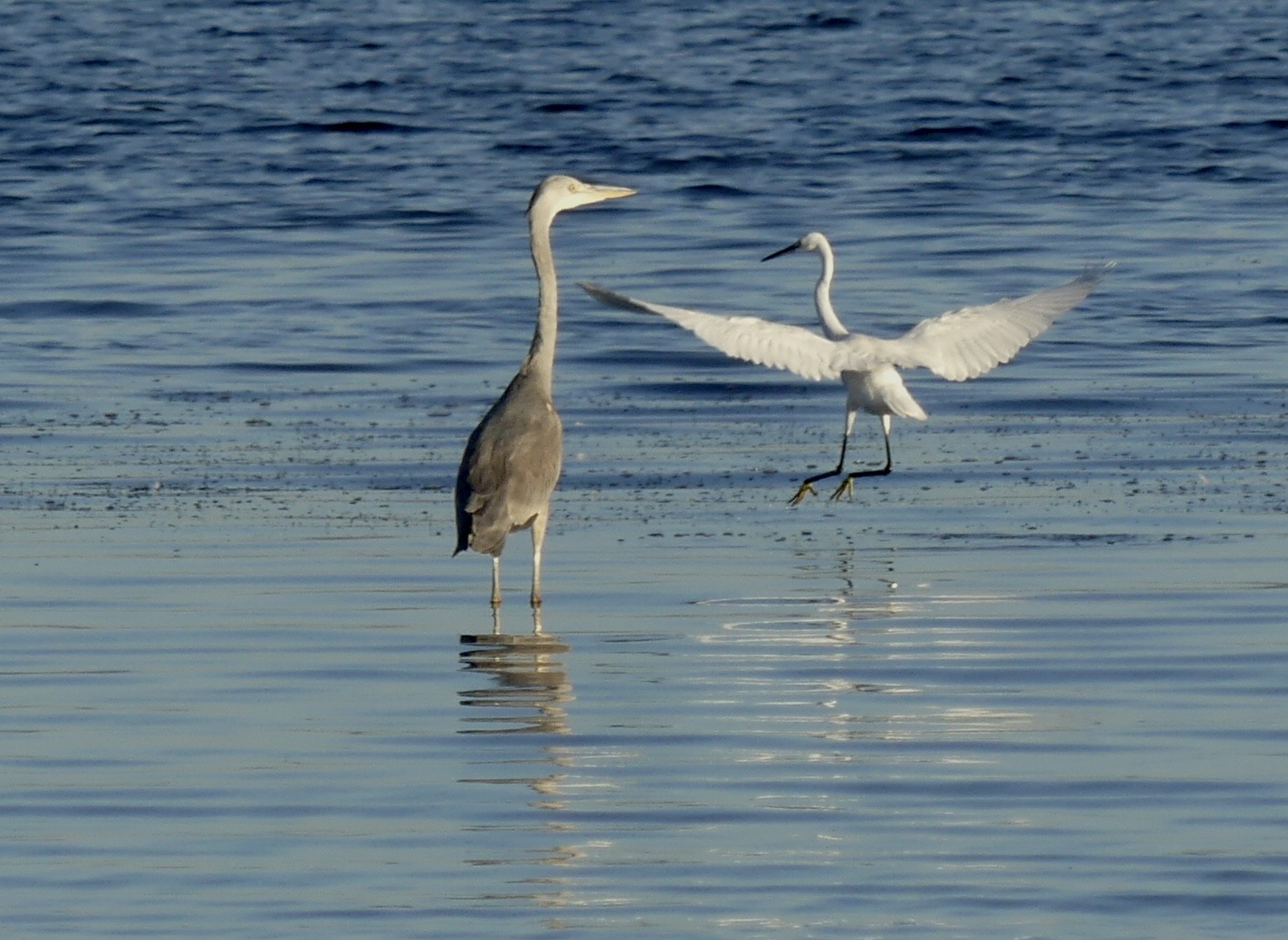 AIGRETTE ET GRU