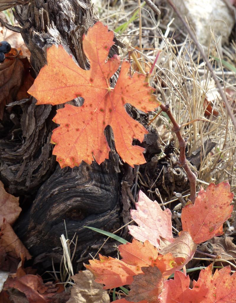 Couleur d'automne