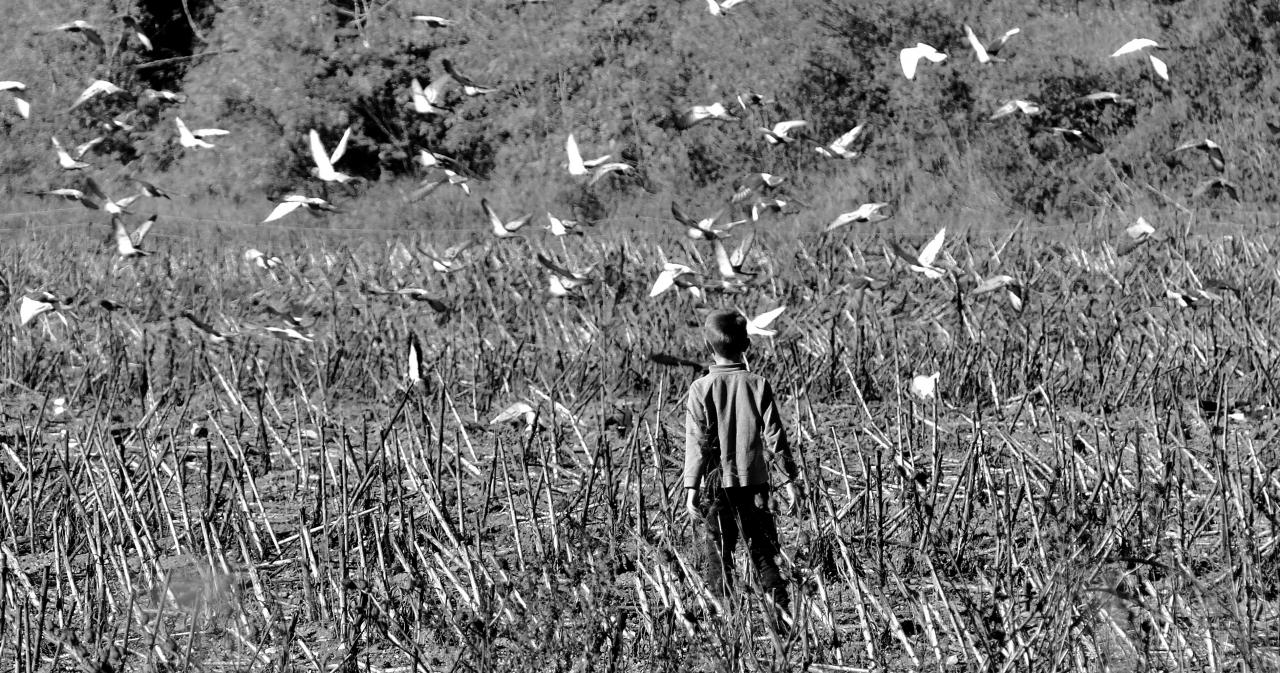 Boy and birds