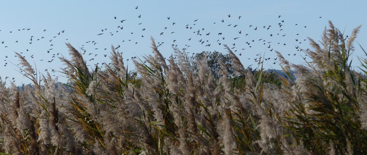 Birds storm