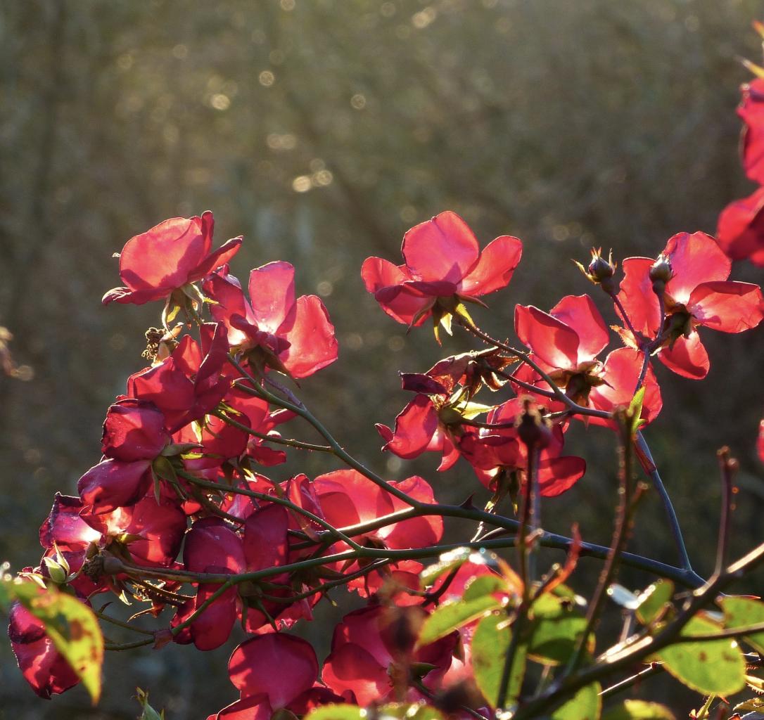 Roses d'hiver