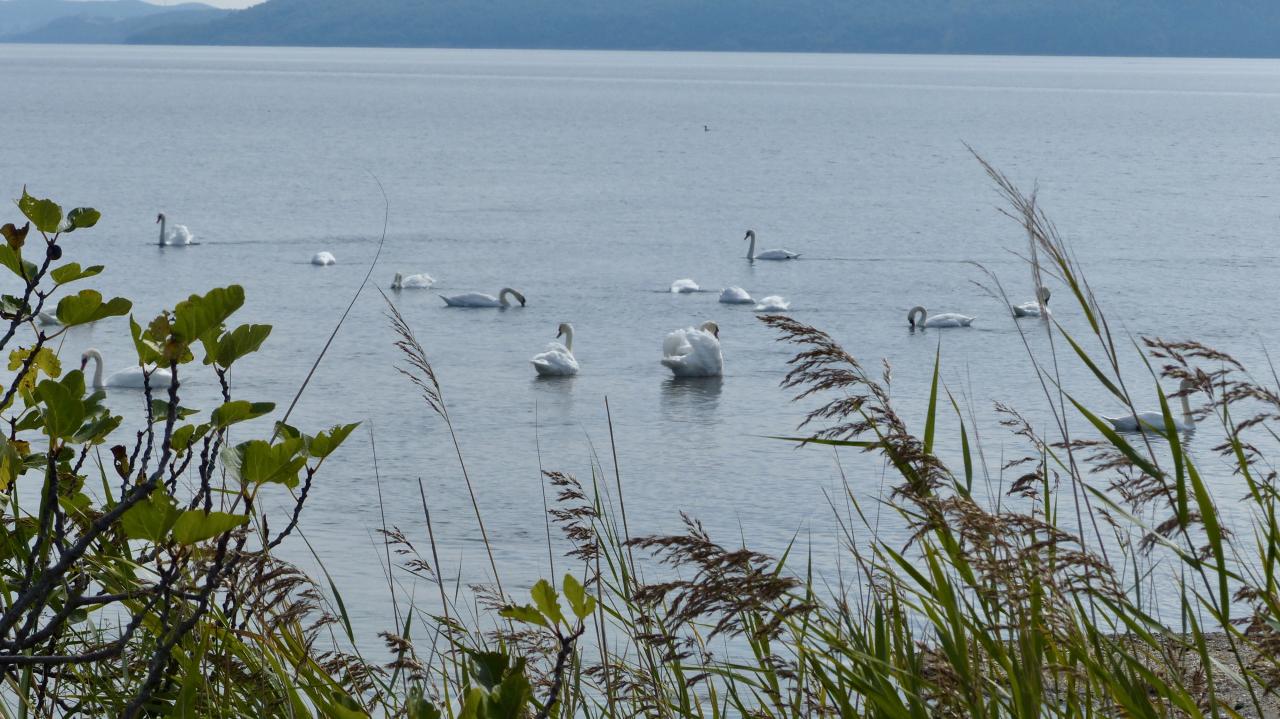 Swan, swan, over the Sea; Swim, swan, swim!