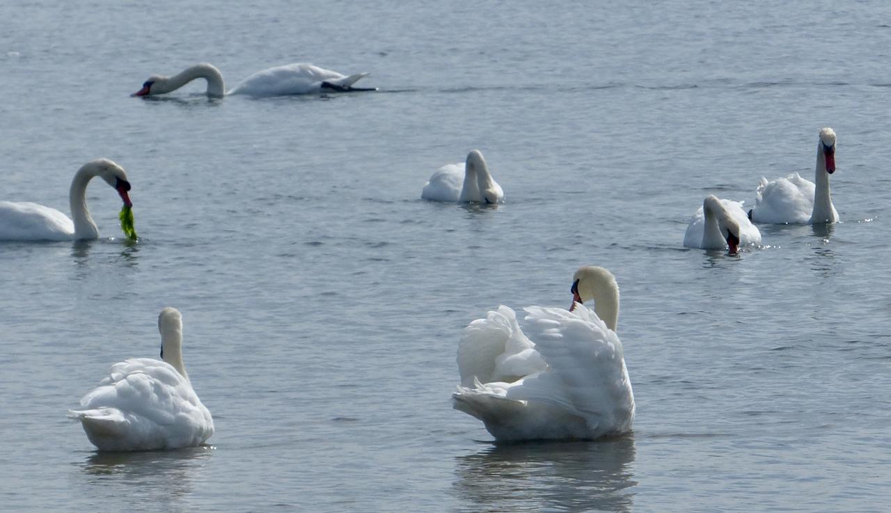 Swan, swan, back again; Well swum, swan!