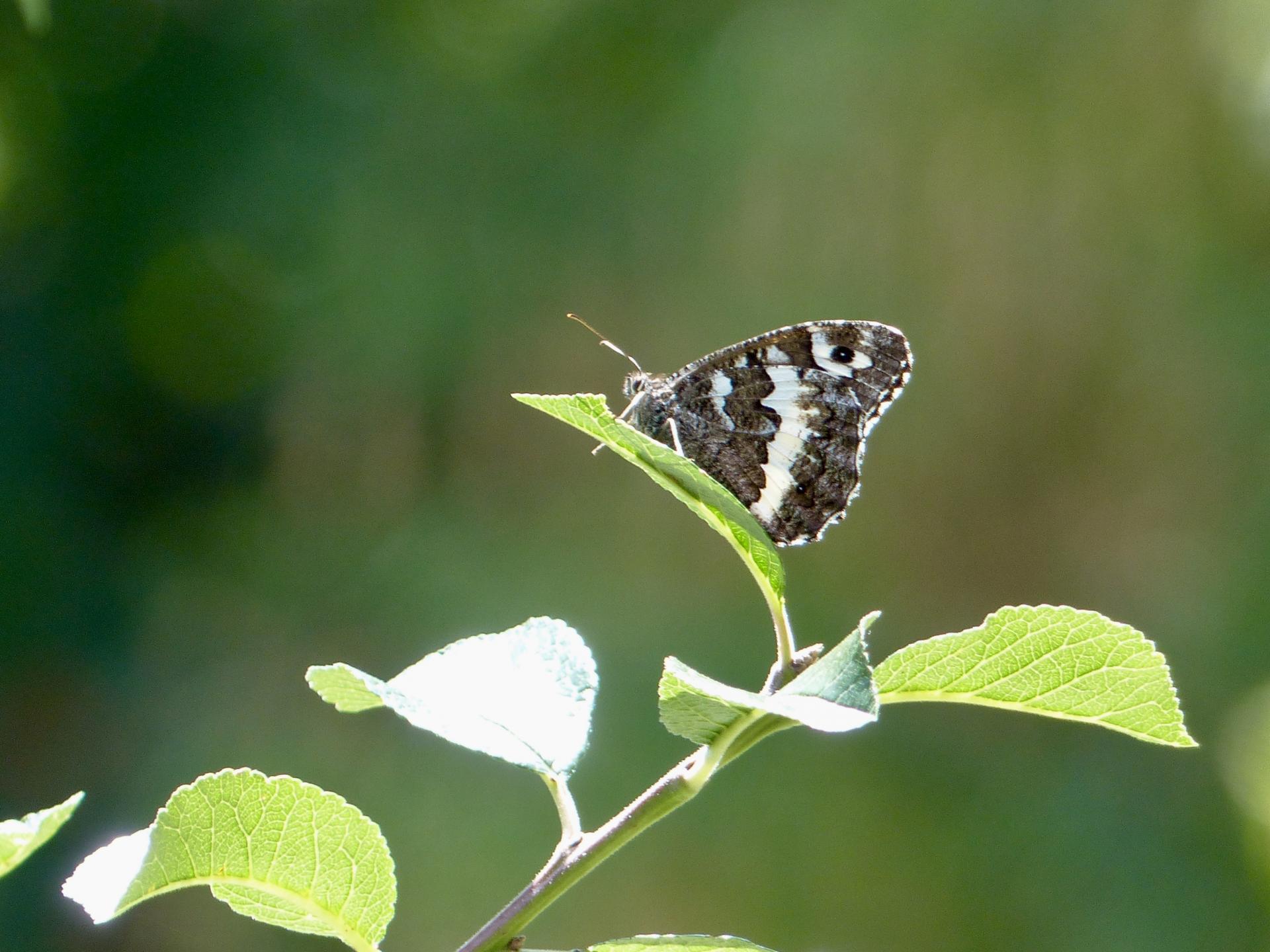 BERGSCHMETTERLING