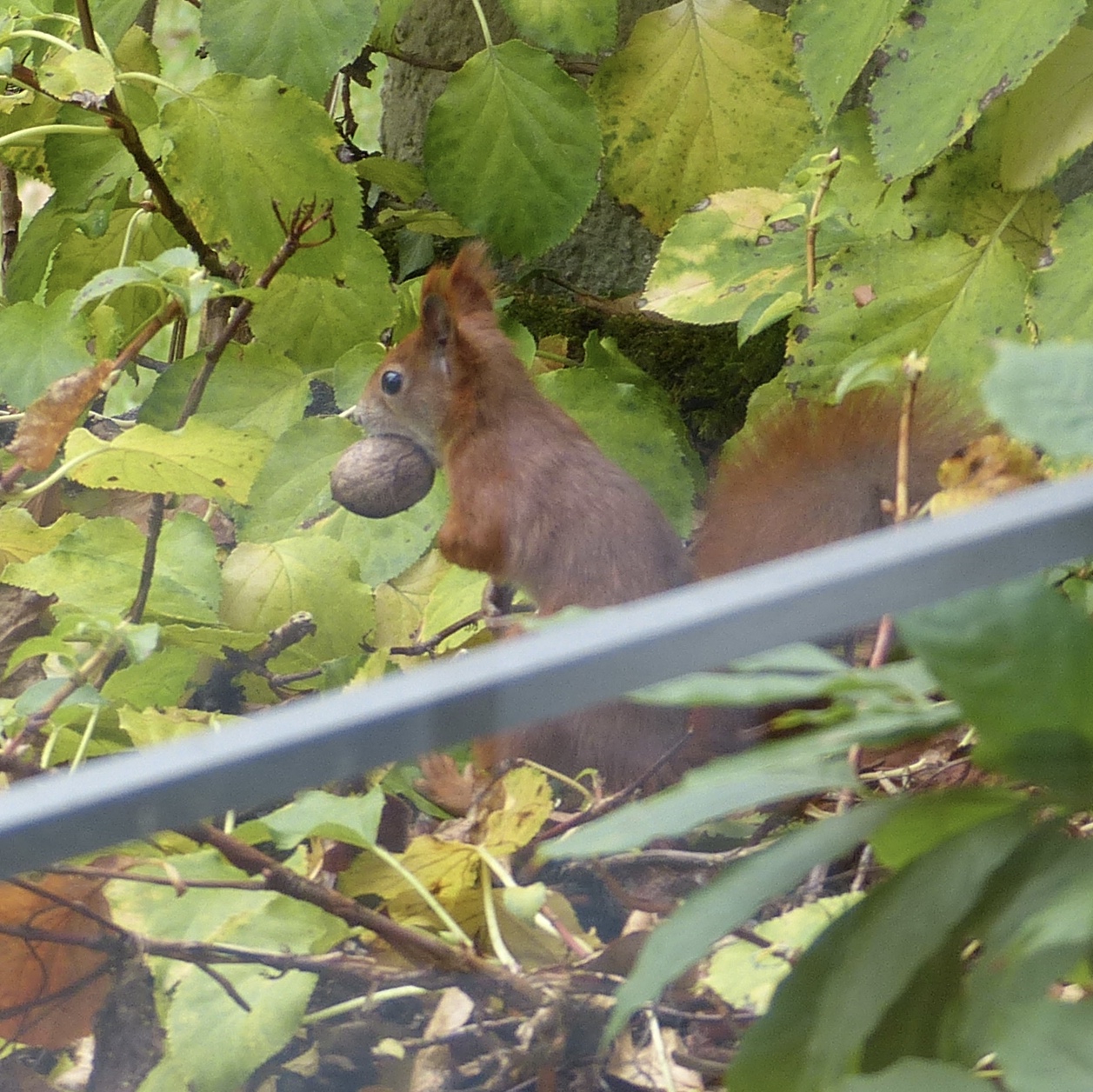 A Squirrel to watch at breakfast time