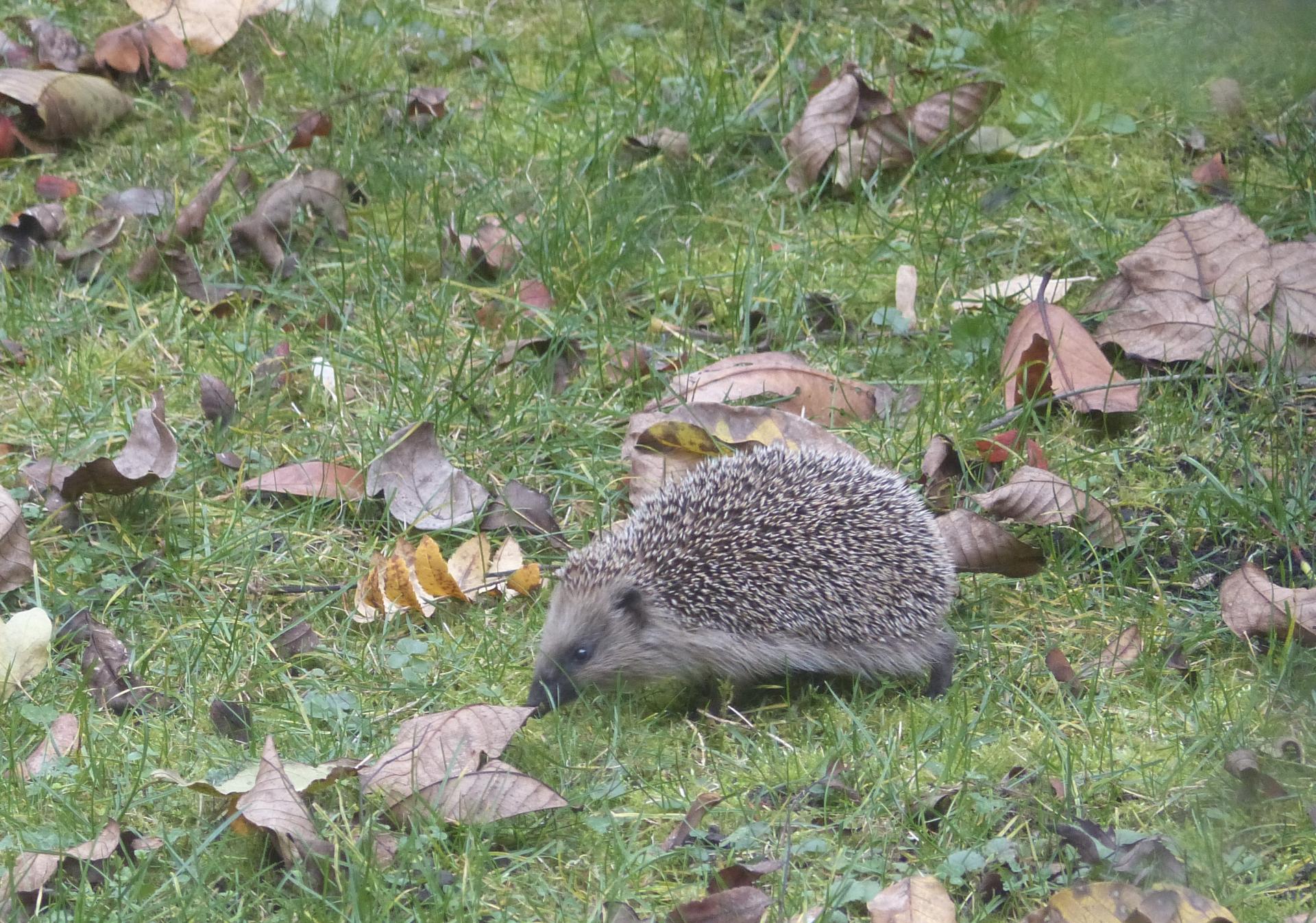 In the Garden of my friends