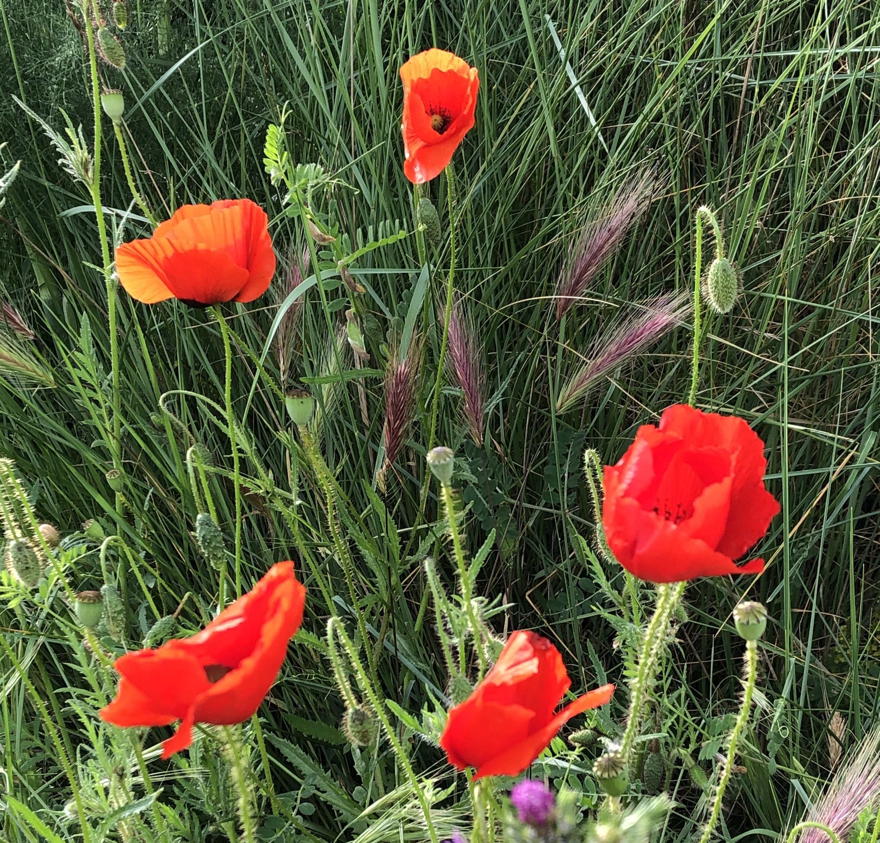 POPPIES' ROUNDABOUT