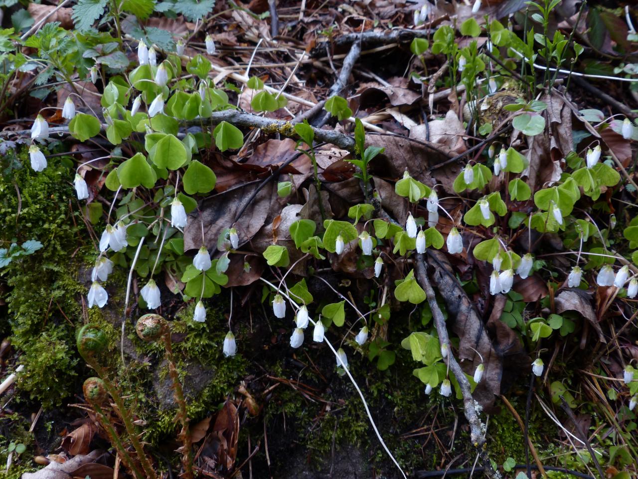 Waldblumen