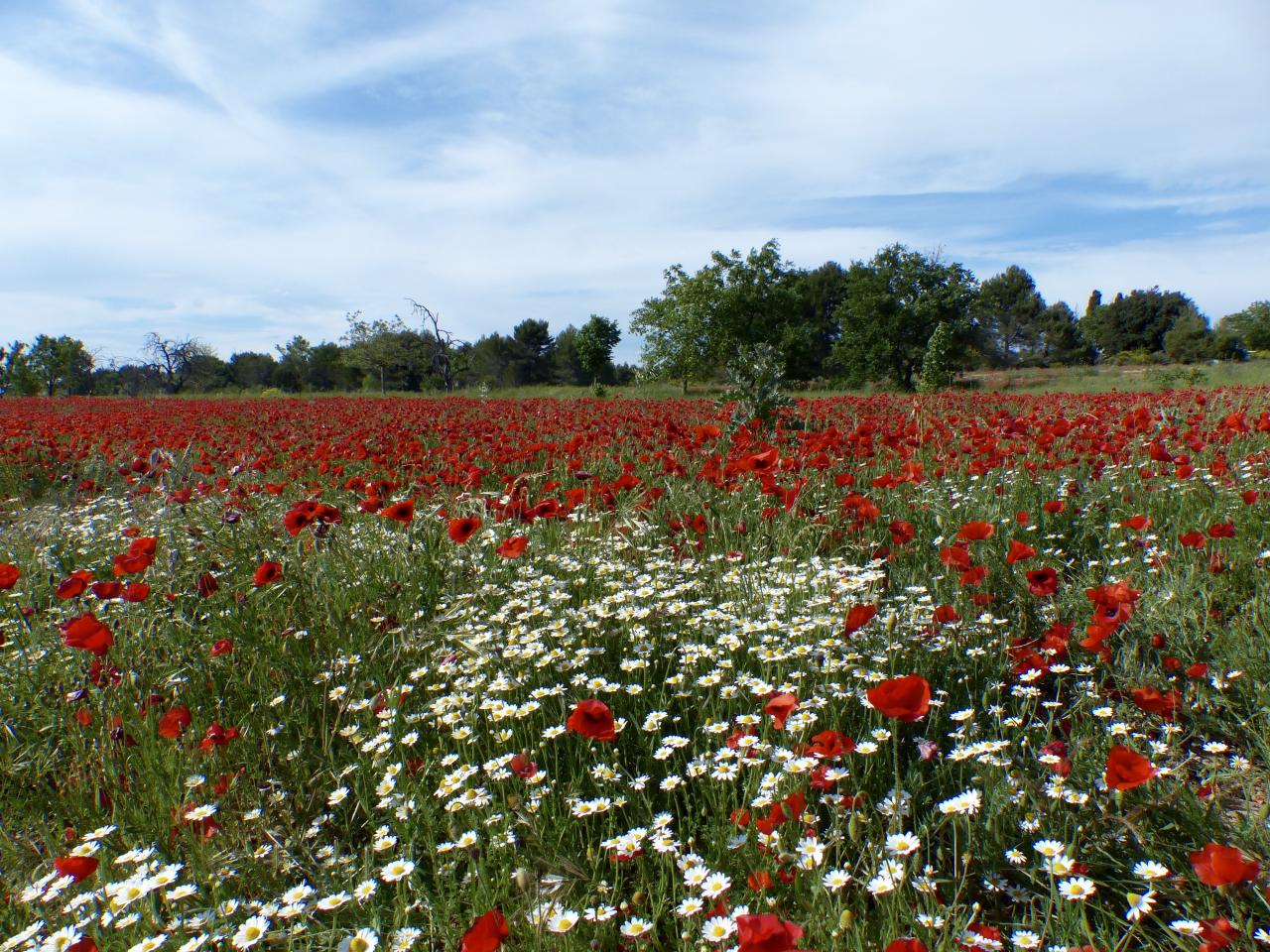 Mai en Provence