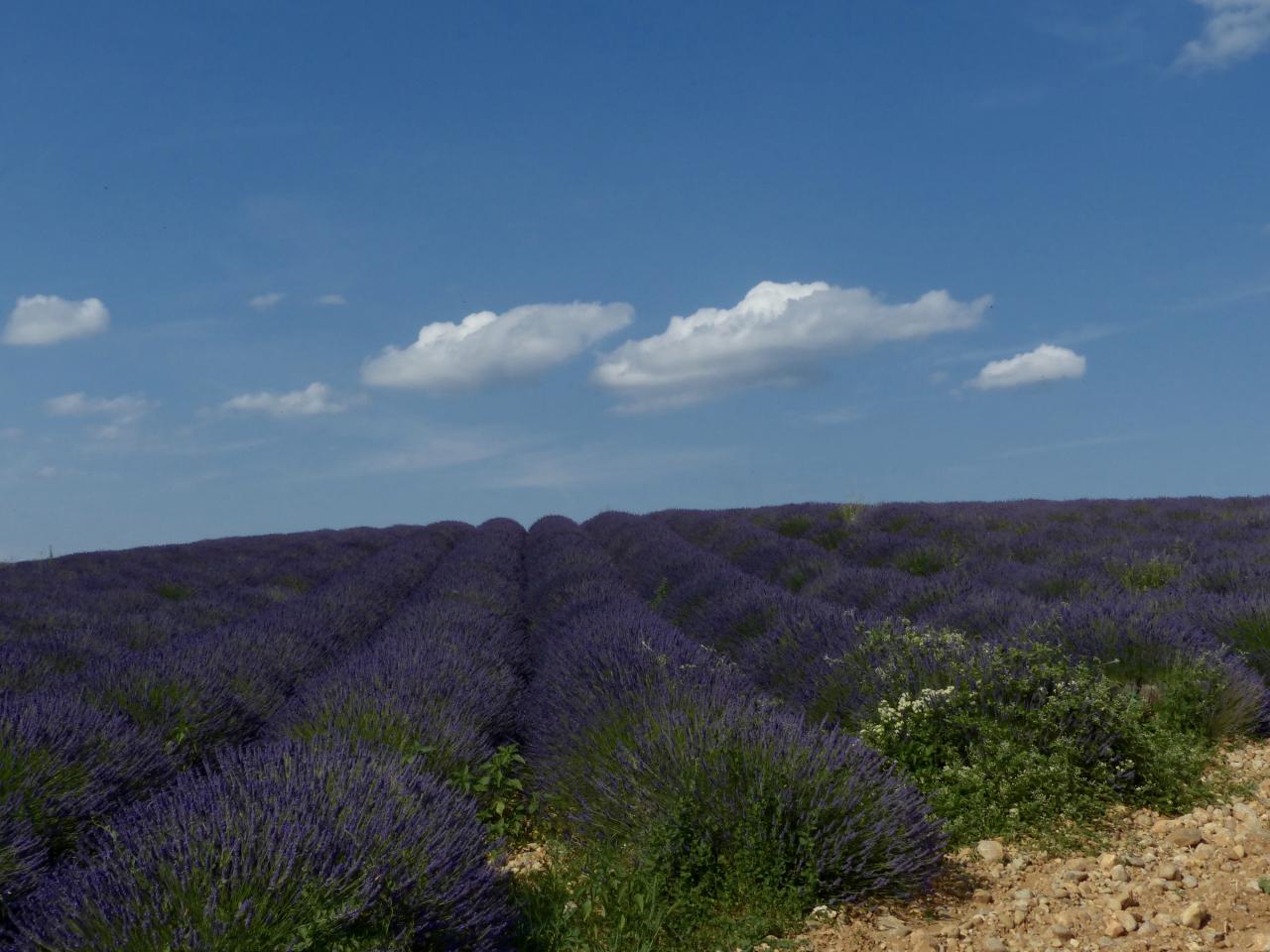 Sur le plateau de Valensole