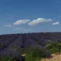 Sur le plateau de Valensole