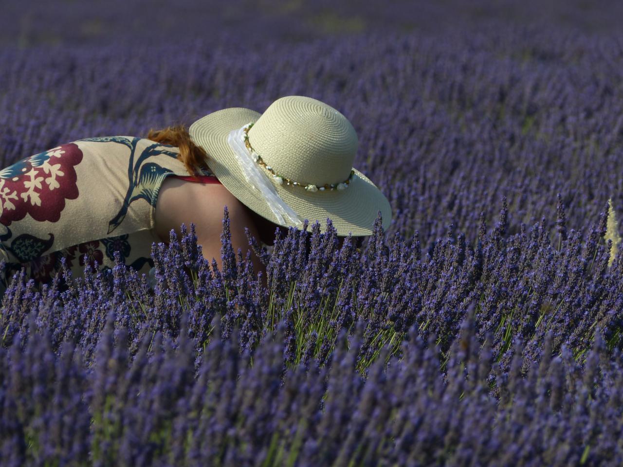 Lavendel