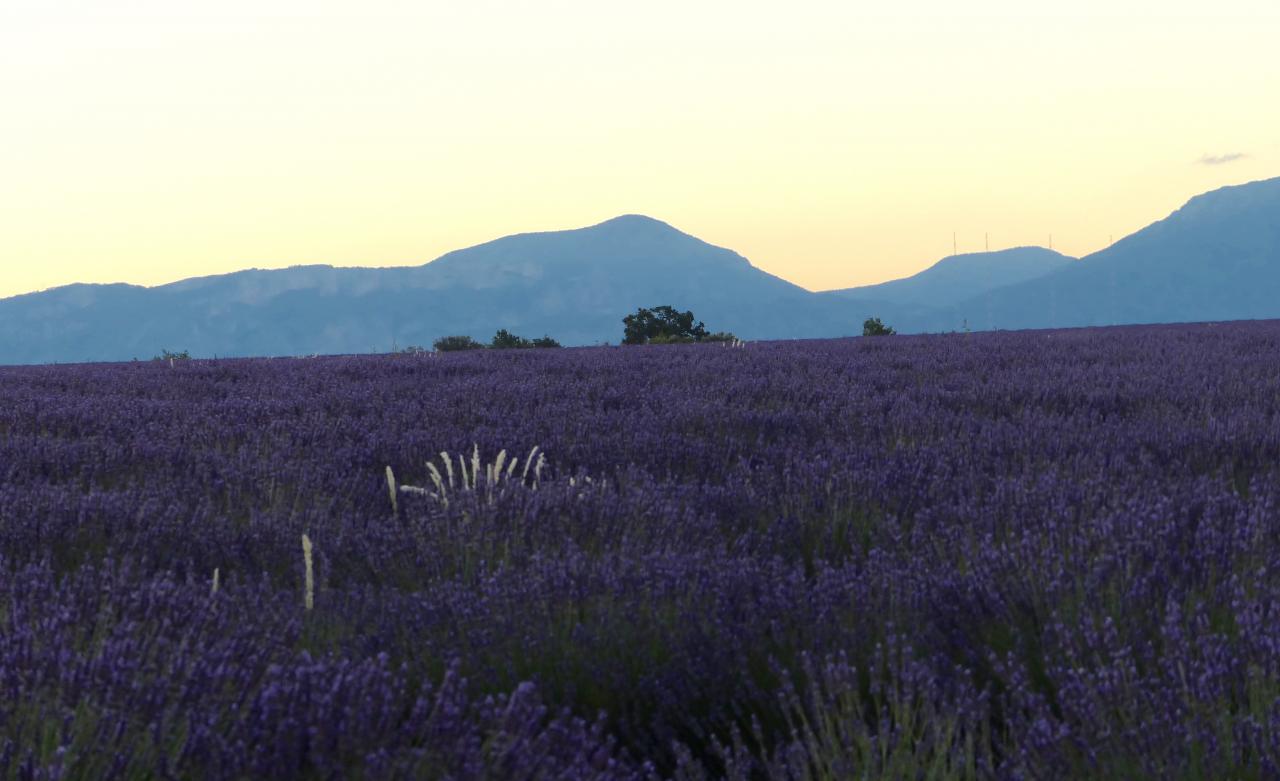 Sonnenaufgang im Lavendel