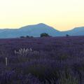 Sonnenaufgang im Lavendel