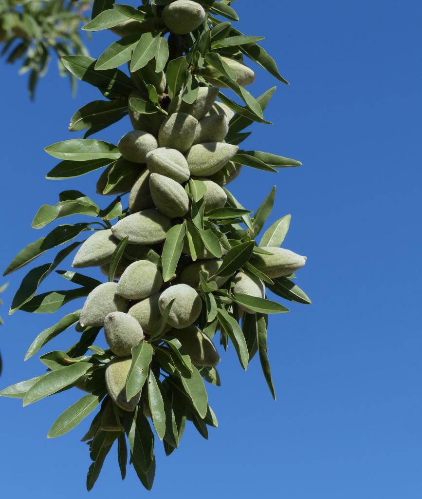 Amandes en grappes