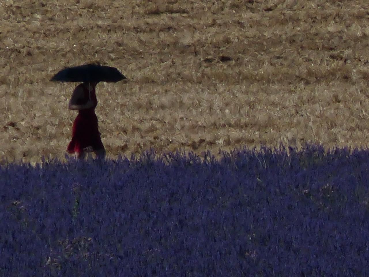 Romantic lavender promenade