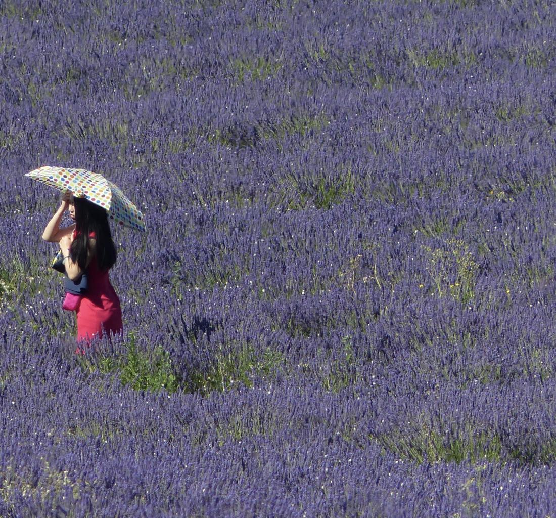 Lost my husband in the lavender !