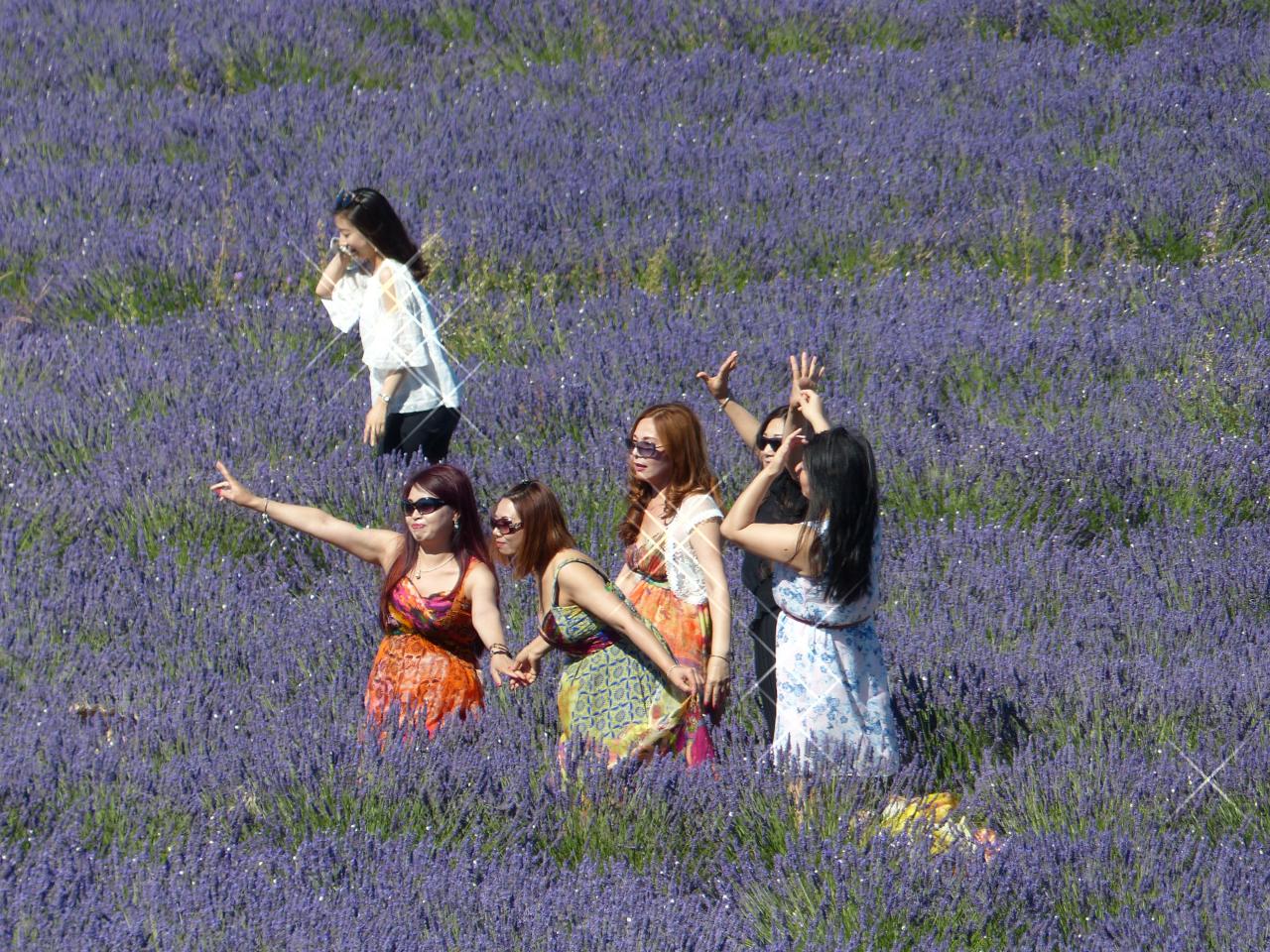 Lavender is so exciting !