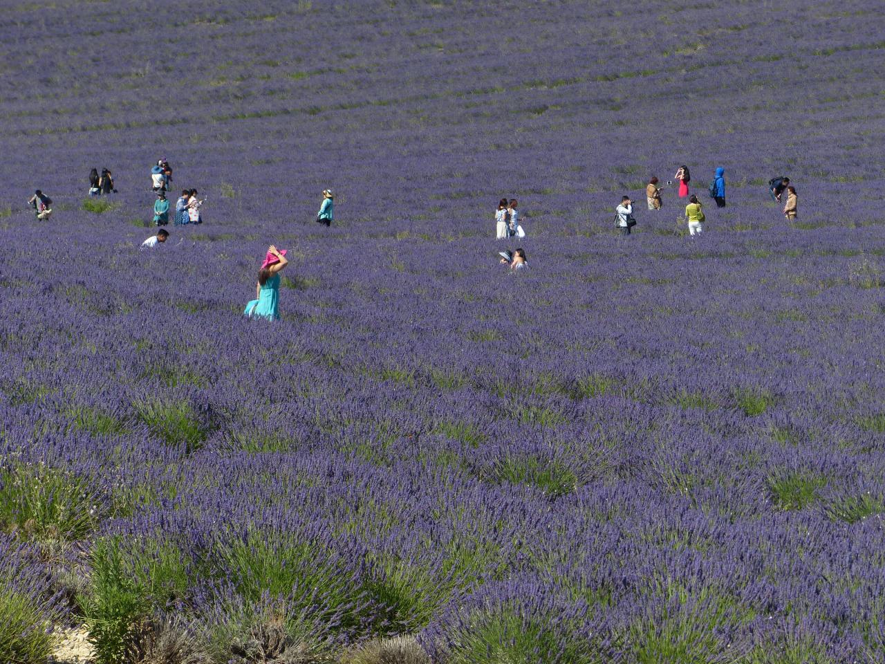 Lavender tourists