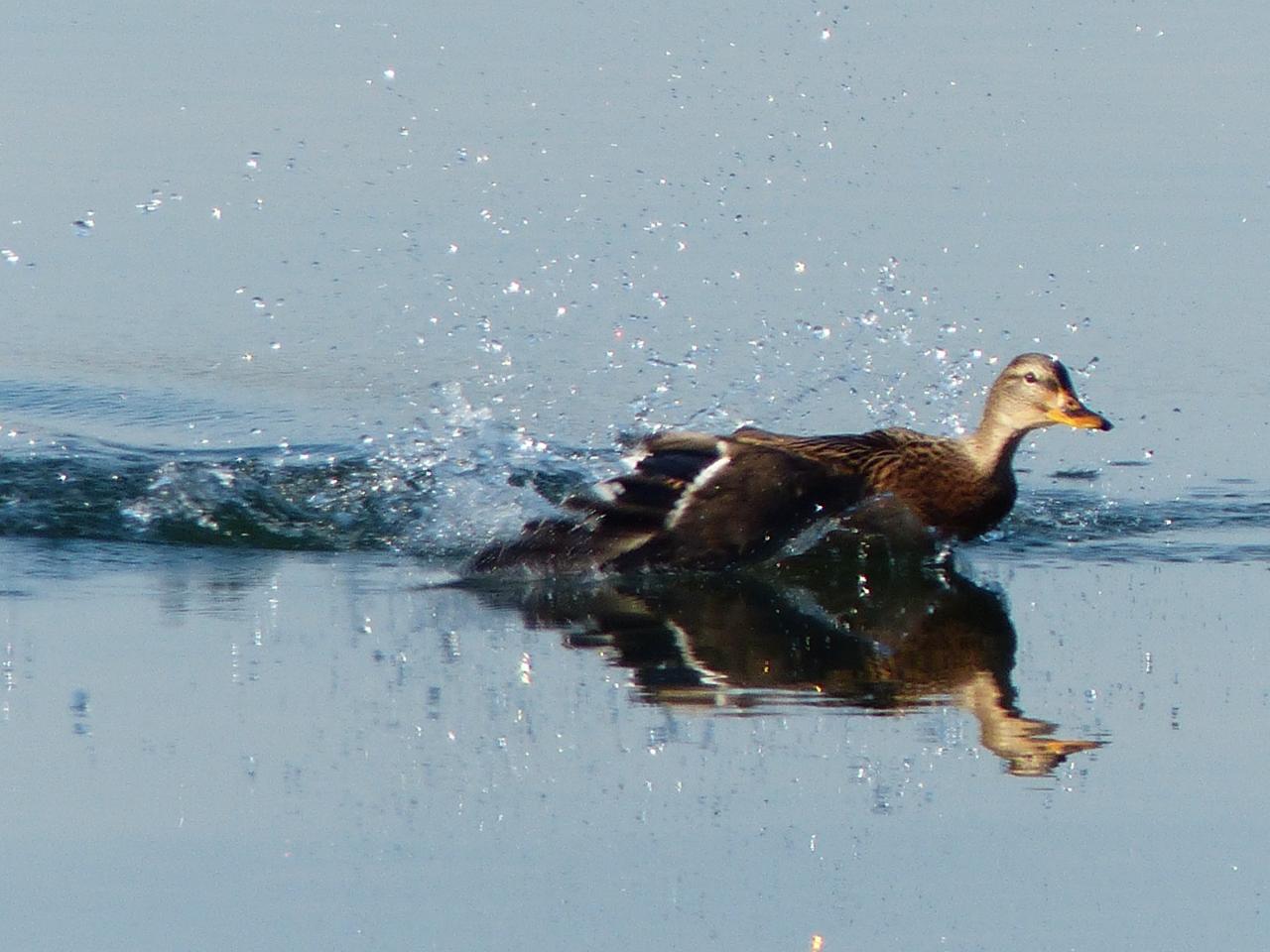 La vie dans l'eau