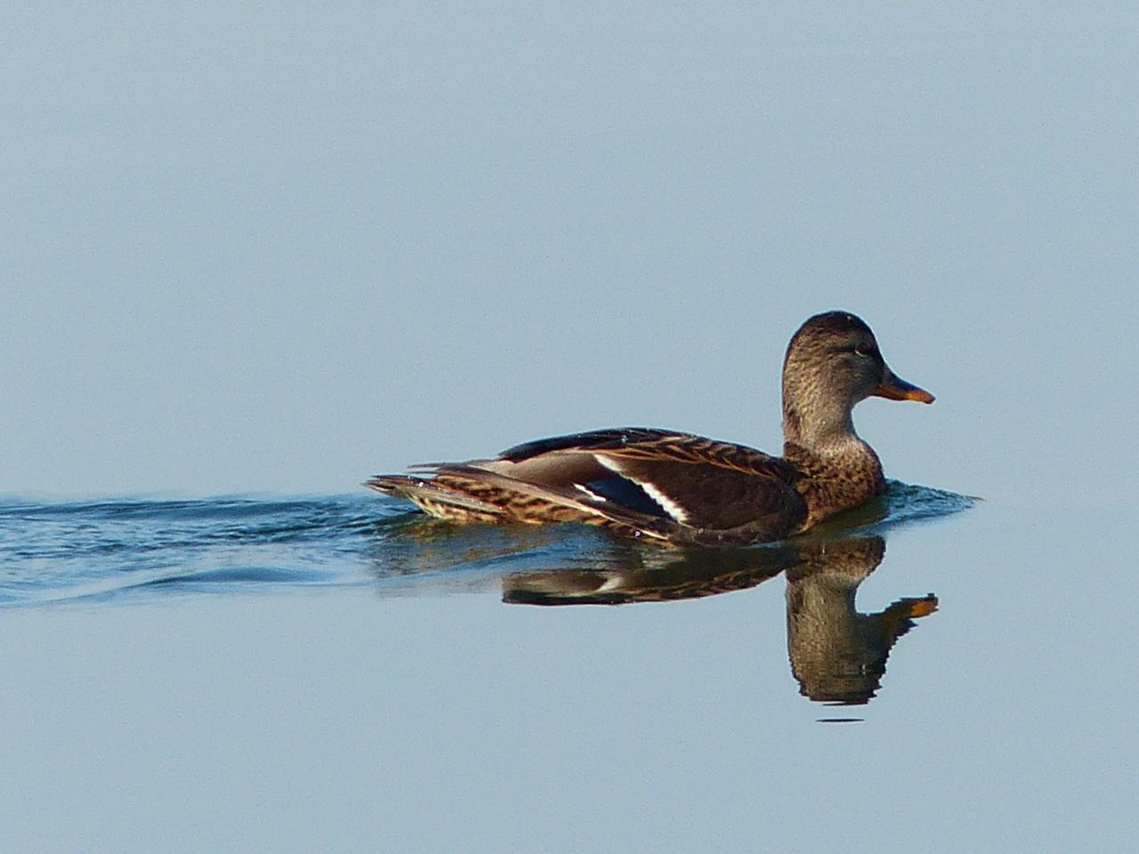 Joli canard