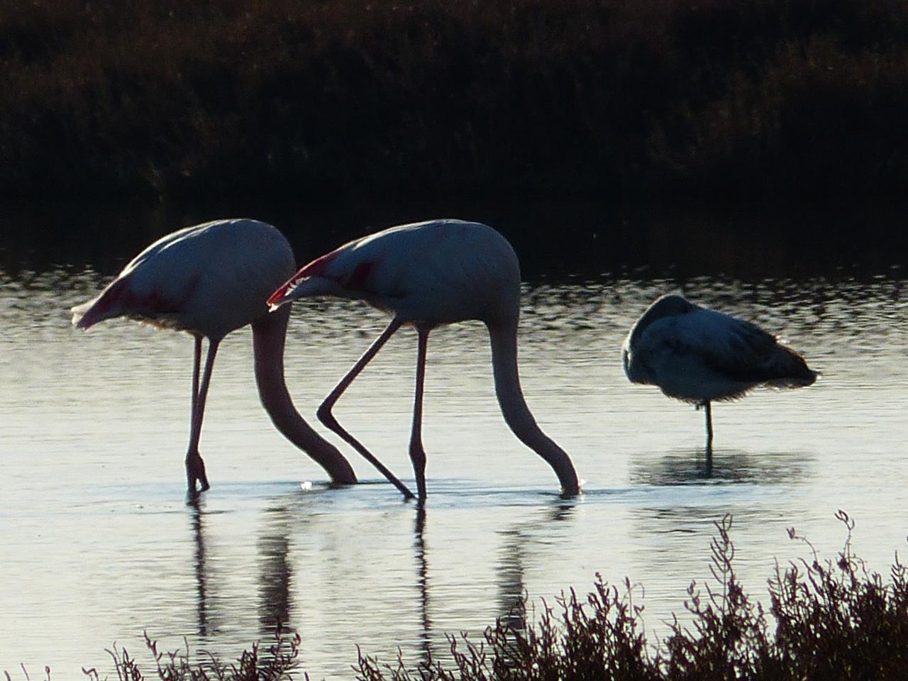 Flamingos