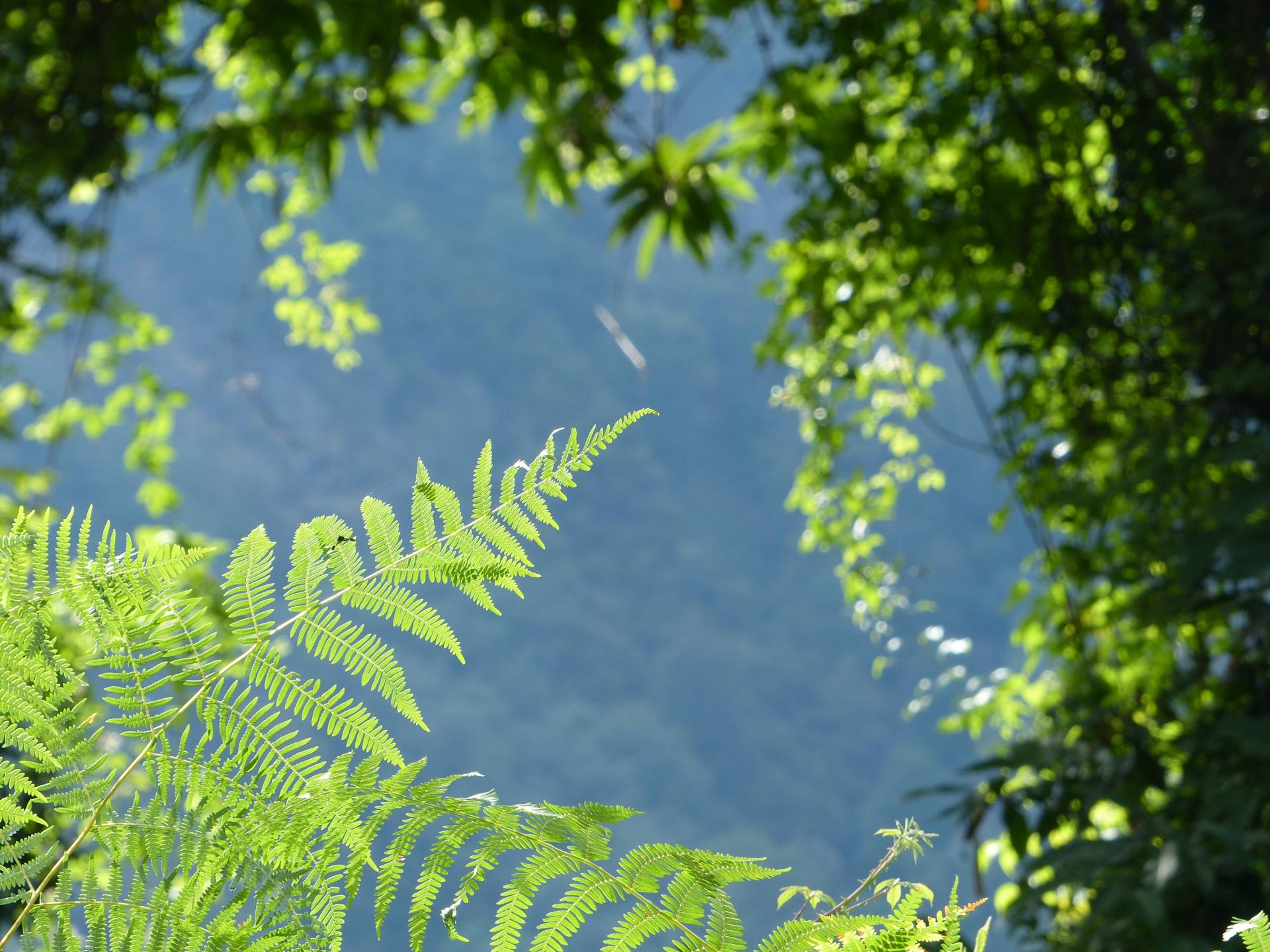 Vegetation und Licht