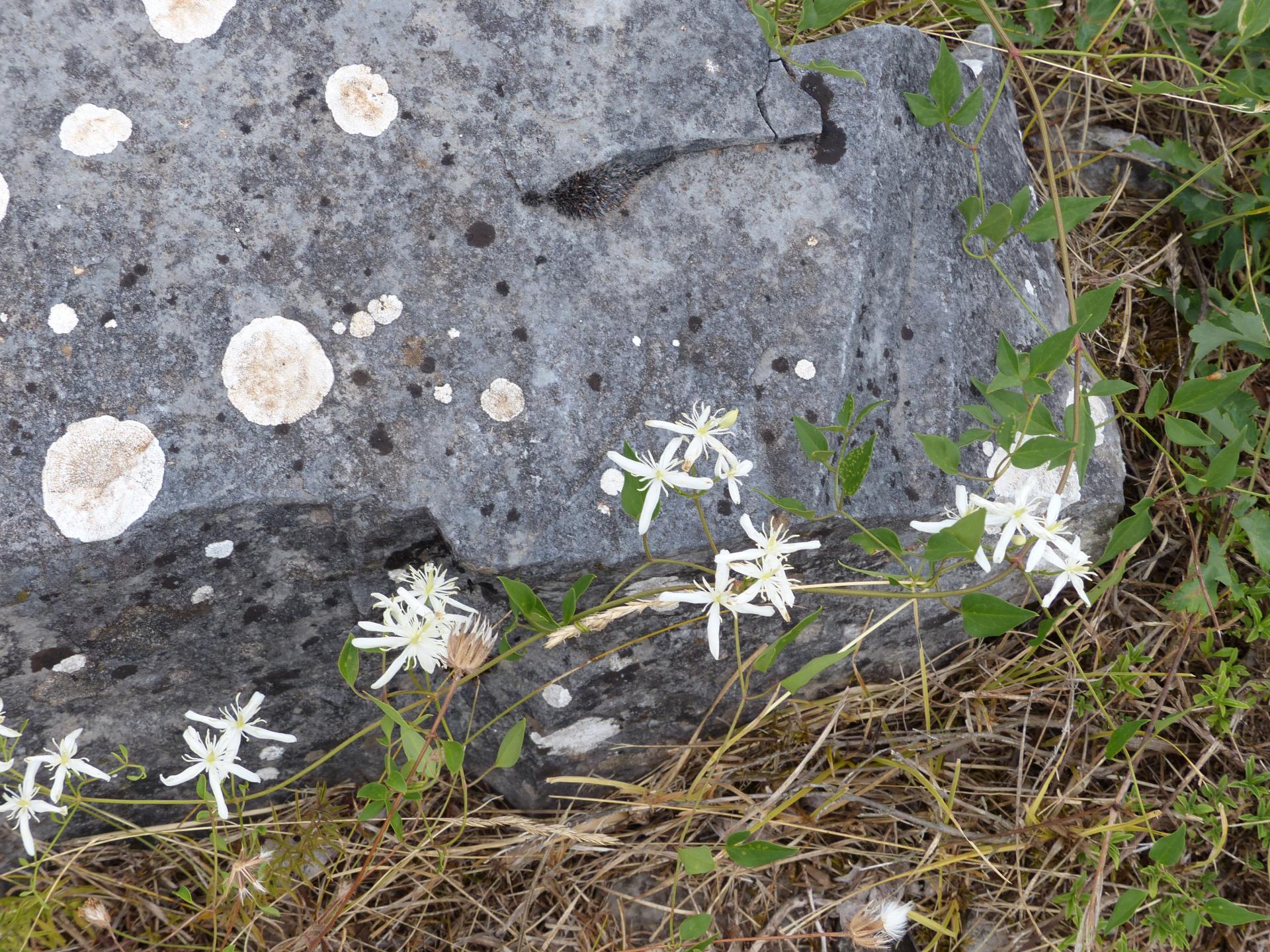 STEINBLUMEN