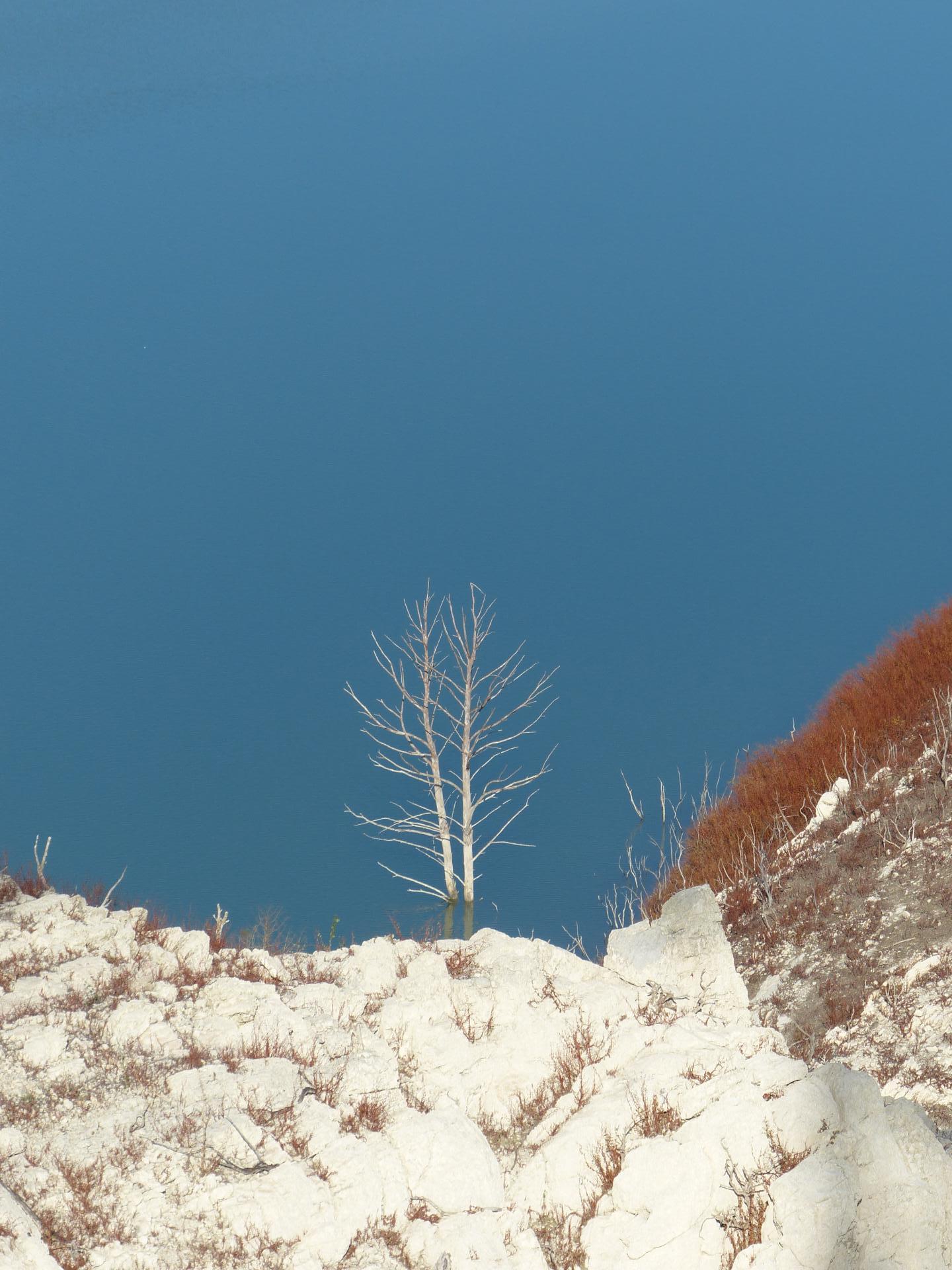 ARBRE DANS LE BARRAGE DE BIMONT