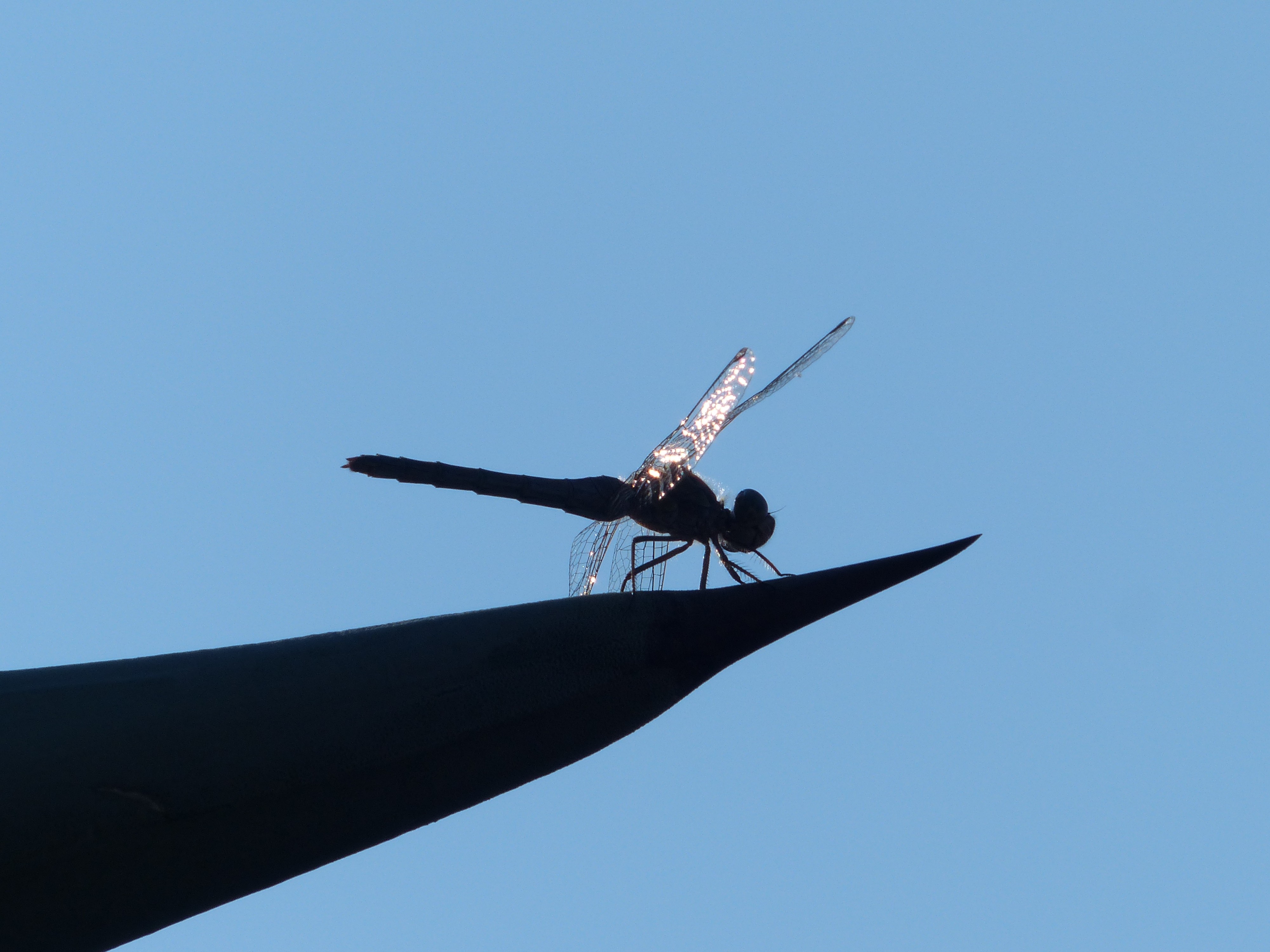 Dragonfly