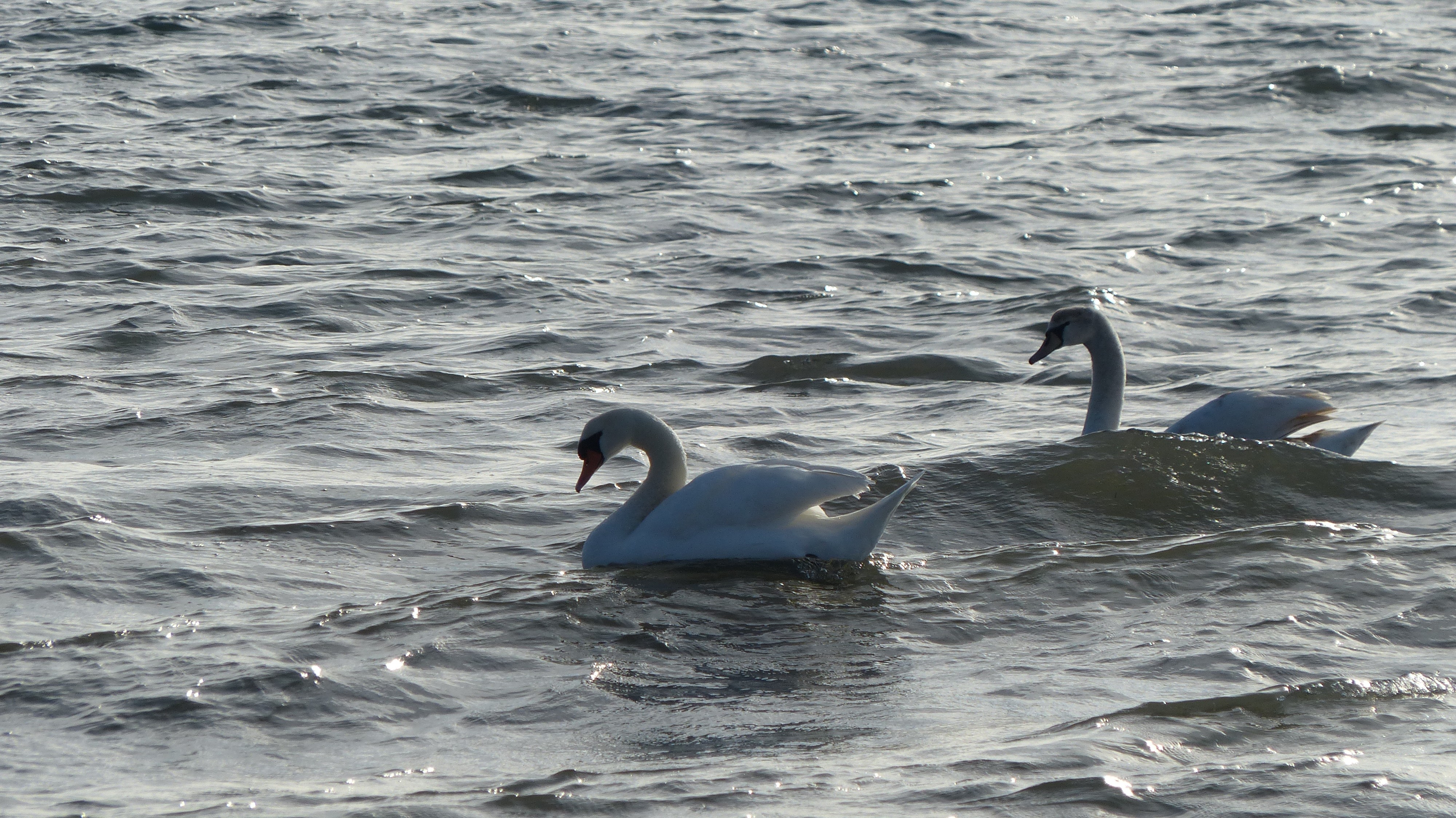 LA PETITE CAMARGUE