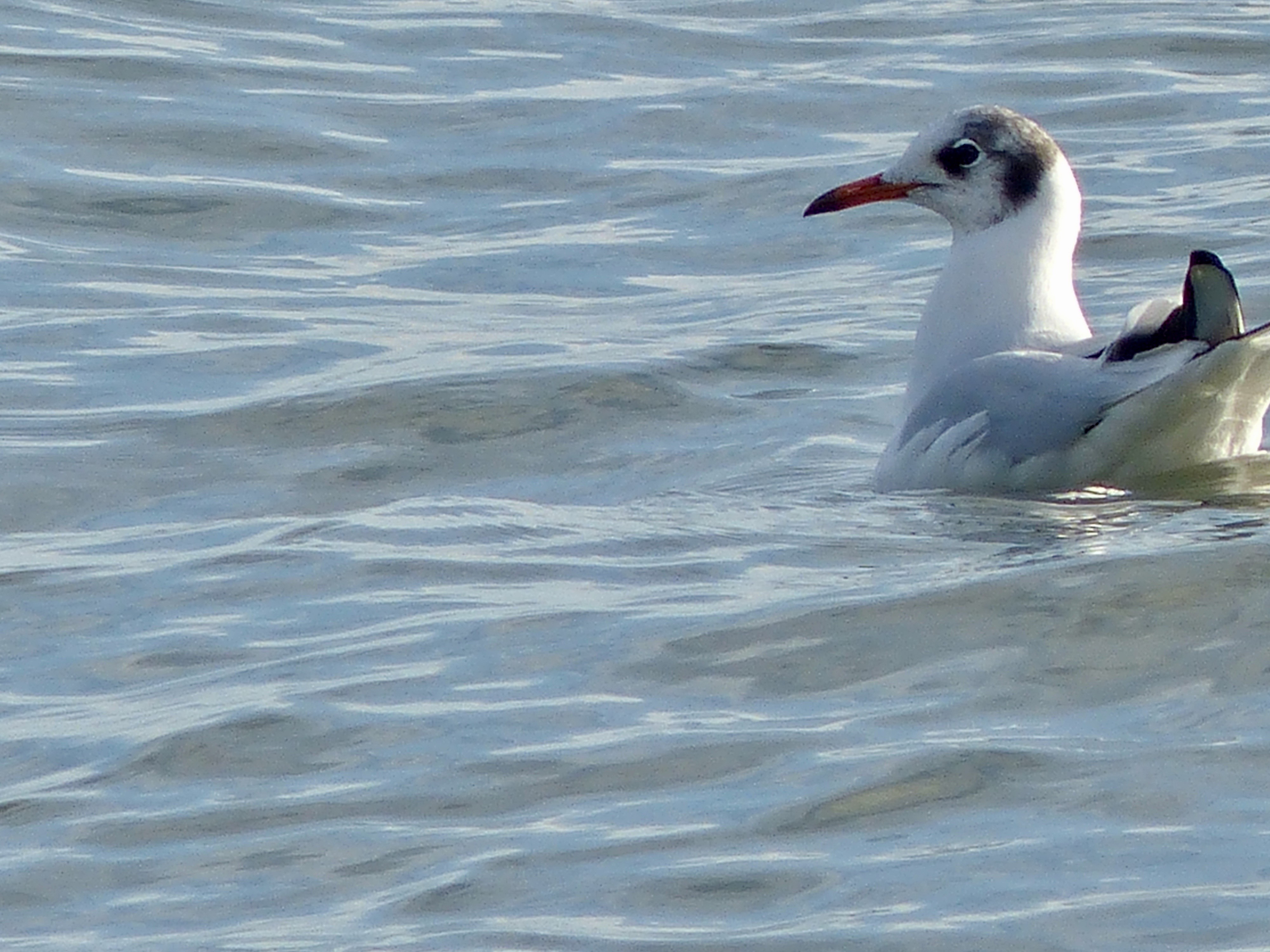 Seagull