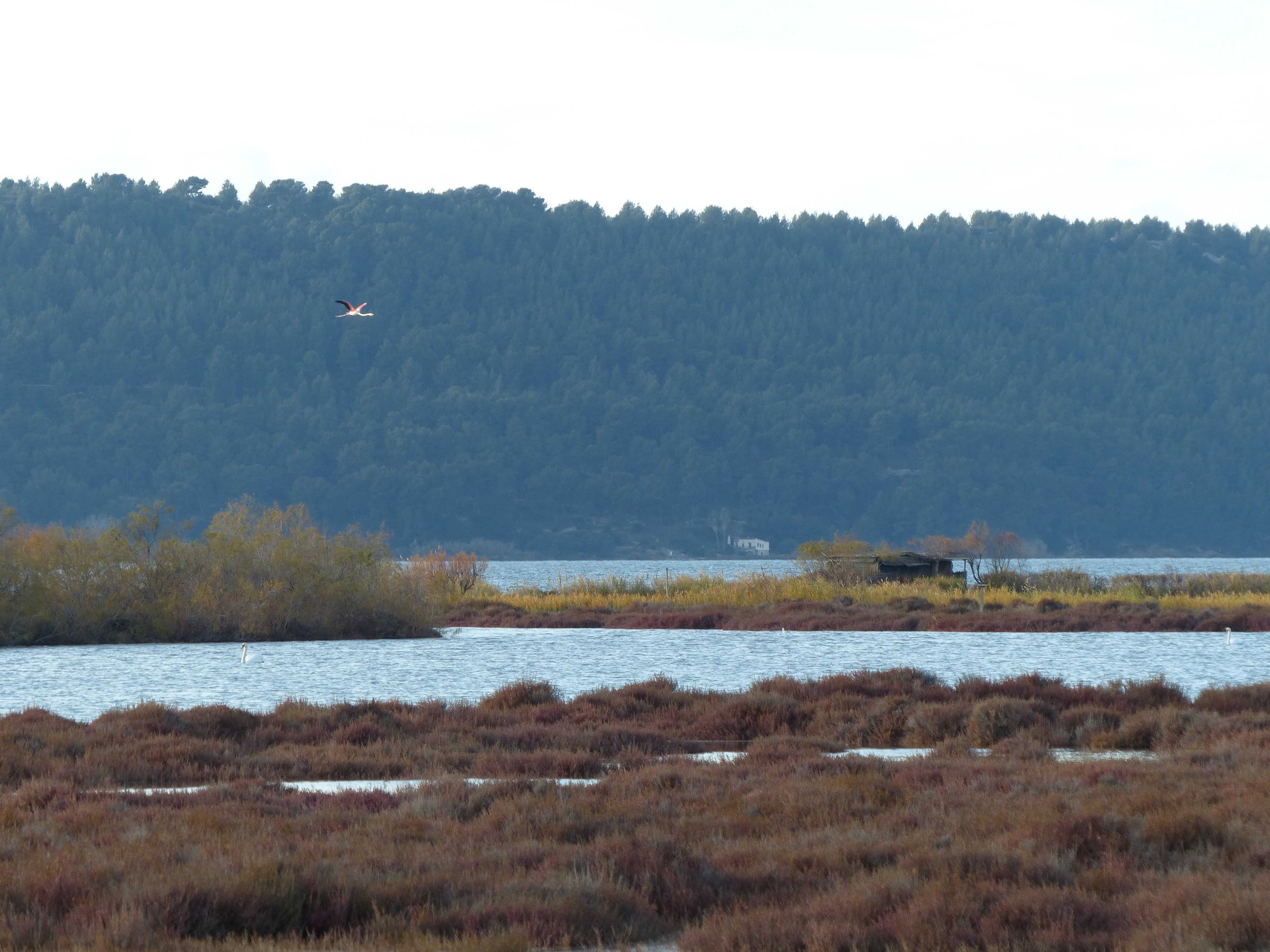 LA PETITE CAMARGUE de St Chamas