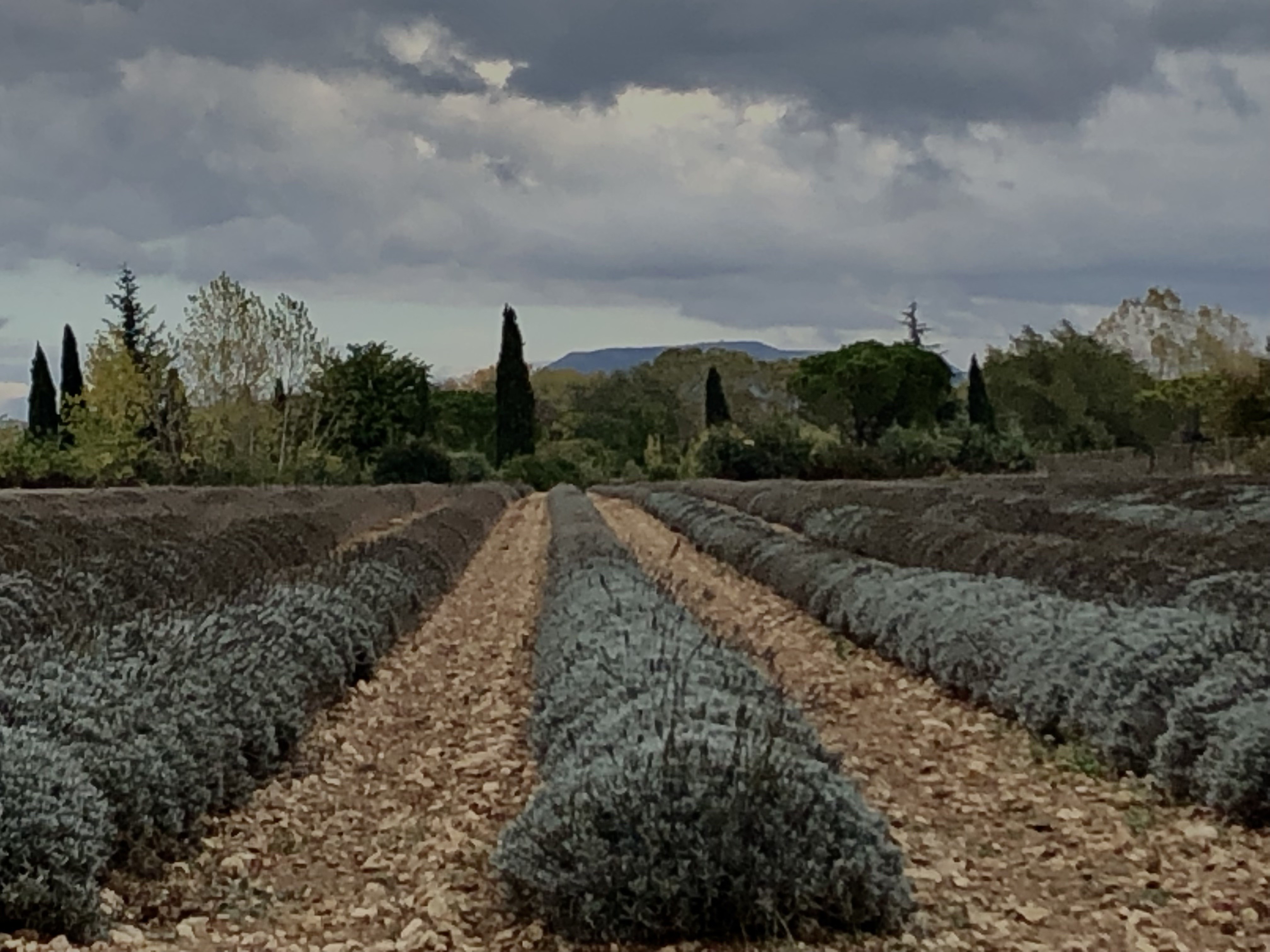 LAVENDES EN HIVER