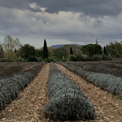 LAVENDES EN HIVER