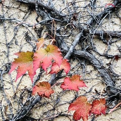 HERBSTLAUB