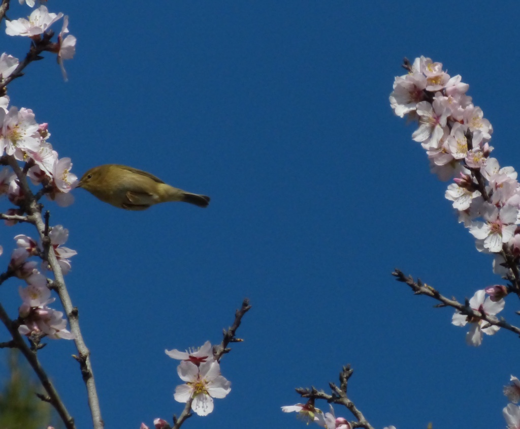 Colibri dans l'amandier