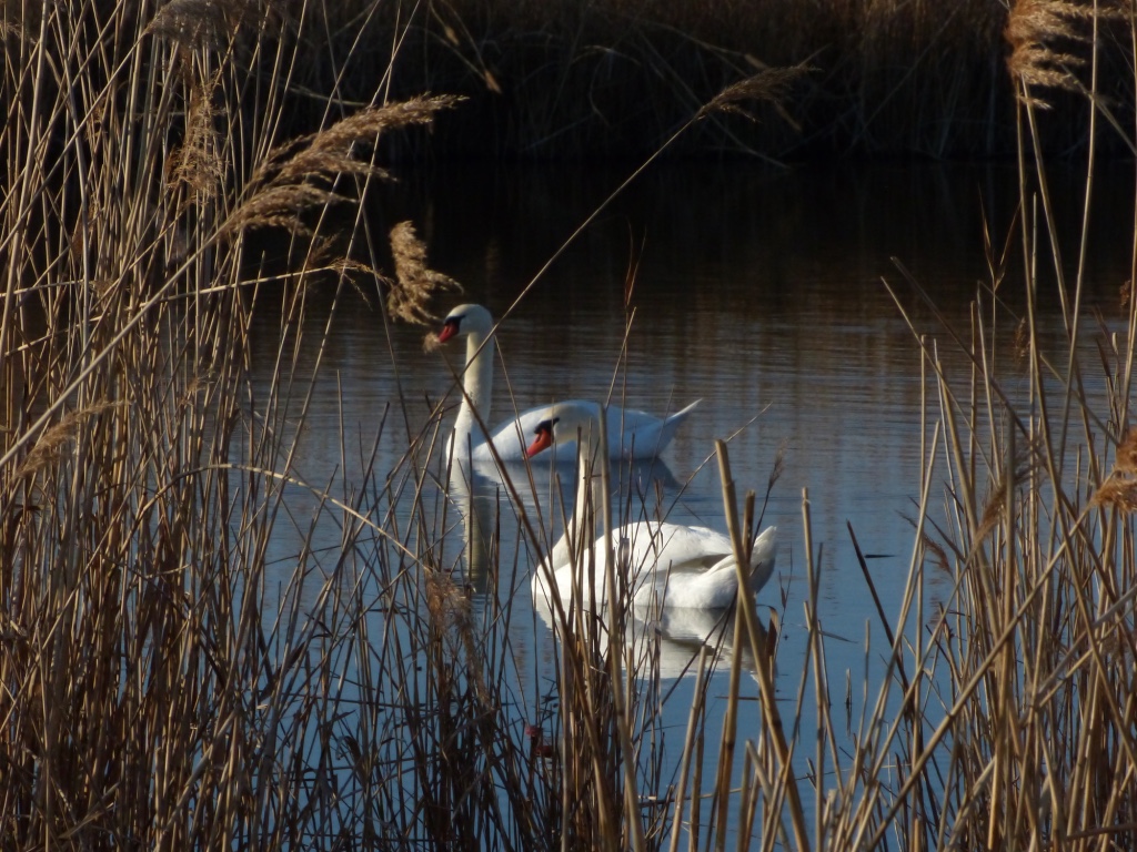 La Petite Camargue (Etang de Berre - St Chamas)