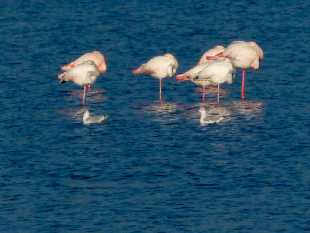 Flamingos - Pink Floyds at the Berre Sea 